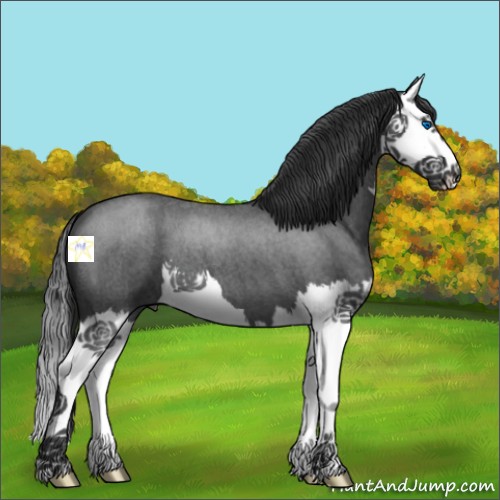 Horse Color:Blue Roan Splash 