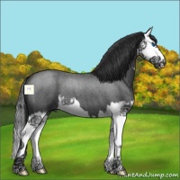 Horse Color:Blue Roan Splash 