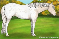 Horse Color:Cremello Tobiano Appaloosa 