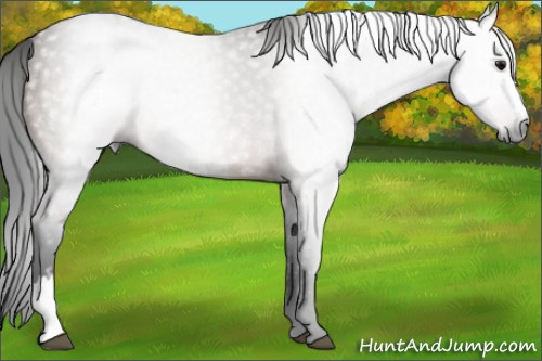 Horse Color:Gray Buckskin 