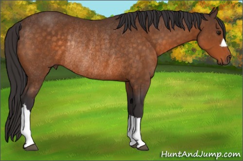 Horse Color:Buckskin Rabicano