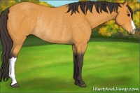 Horse Color:Buckskin Rabicano