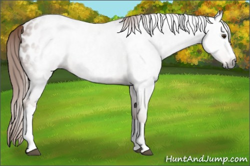 Horse Color:Gray Chestnut Appaloosa Rabicano 
