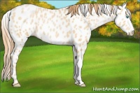 Horse Color:Buckskin Pearl Leopard 