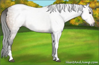 Horse Color:Gray Buckskin Tobiano Varnish