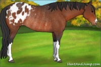Horse Color:Bay Appaloosa Rabicano