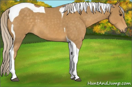 Horse Color:Palomino Tobiano 