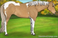 Horse Color:Palomino Tobiano 