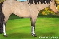 Horse Color:Buckskin Roan Dun