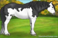 Horse Color:Black Splash Frame