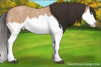 Horse Color:Bay Roan Splash 