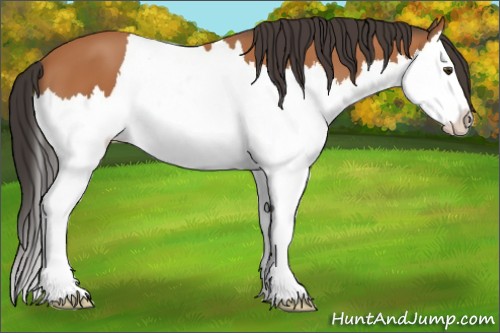 Horse Color:Bay Splash 