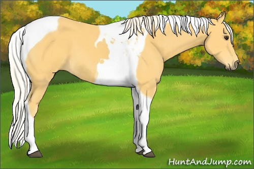 Horse Color:Palomino Tobiano 