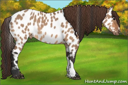Horse Color:Bay Dun Appaloosa Rabicano 