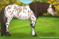 Horse Color:Bay Dun Appaloosa Rabicano