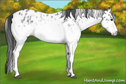 Horse Color:White Spotted Black Appaloosa 