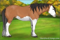 Horse Color:Bay Splash 