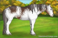 Horse Color:White Spotted Liver Chestnut 
