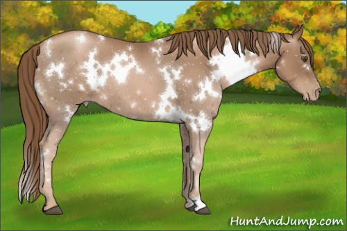 Horse Color:White Spotted Liver Chestnut Pearl