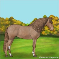 Horse Color:Chestnut Appaloosa 