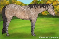 Horse Color:Buckskin Ice Rabicano 