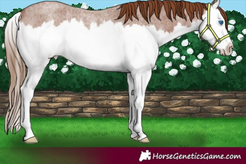 Horse Color:Red Roan Splash Rabicano