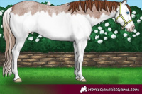 Horse Color:Red Roan Splash Rabicano