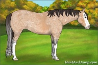 Horse Color:Buckskin Ice Roan Splash 