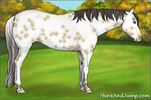 Horse Color:White Spotted Buckskin Splash 