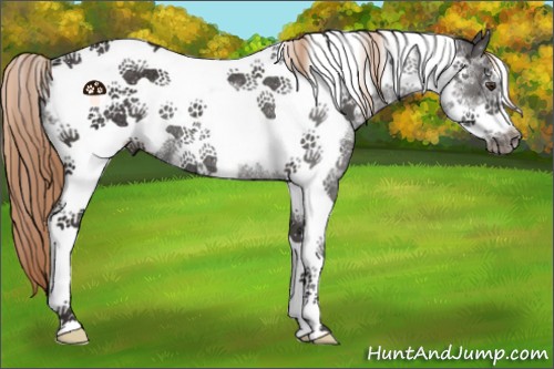 Horse Color:Liver Chestnut Tobiano Frame Rabicano 