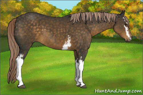 Horse Color:White Spotted Chocolate Palomino