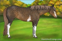 Horse Color:White Spotted Chocolate Palomino