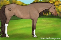 Horse Color:Liver Red Dun 