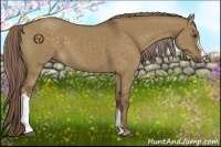 Horse Color:Chocolate Palomino Dun 