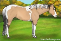 Horse Color:Bay Dun Splash Tobiano