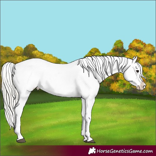 Horse Color:White Spotted Silver Brown Sabino Frame Appaloosa Rabicano