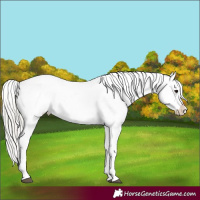 Horse Color:White Spotted Silver Brown Sabino Frame Appaloosa Rabicano 