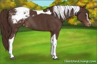 Horse Color:Liver Chestnut Sabino Tobiano Appaloosa Rabicano