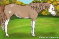 Horse Color:Red Dun Sabino Splash 