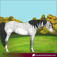 Horse Color:Grullo Ice Roan Frame 