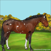 Horse Color:White Spotted Bay 
