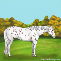 Horse Color:White Spotted Silver Black Appaloosa 
