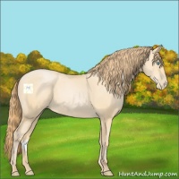 Horse Color:Buckskin Pearl 