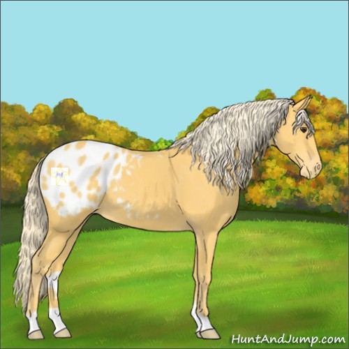 Horse Color:Palomino Appaloosa 