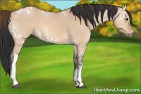 Horse Color:Bay Ice Dun 