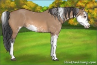 Horse Color:Bay Dun Sabino 