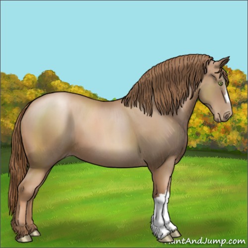 Horse Color:Liver Chestnut Pearl 