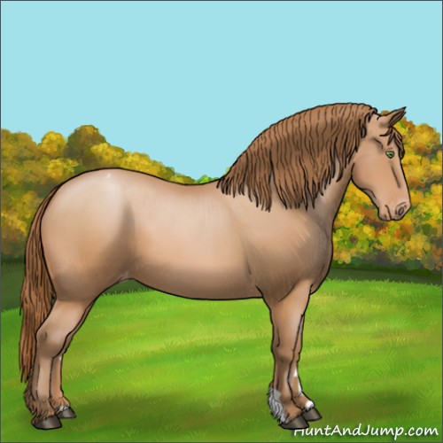 Horse Color:Bay Pearl Appaloosa 