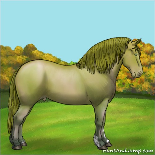 Horse Color:Bay Pearl 