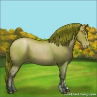 Horse Color:Bay Pearl 
